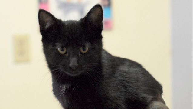 Cat found badly injured, Alliston shelter raising money ...