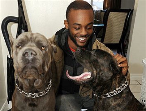 Cane Corso Owner Pleads Guilty In Lisgar Dog Attacks