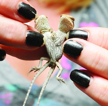 bearded dragon nail polish