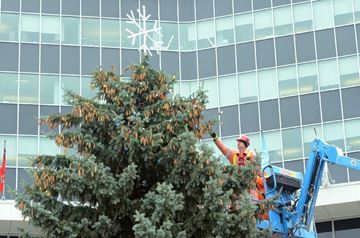 cityhalltree___Content.jpg