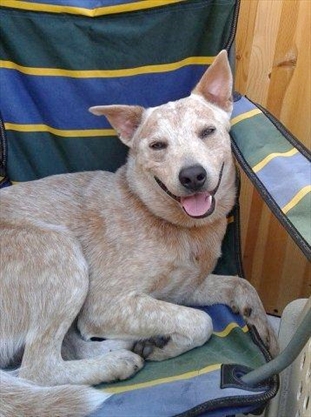 Punky the ‘dangerous dog’ will be put down unless Canada’s Supreme Court hears his case