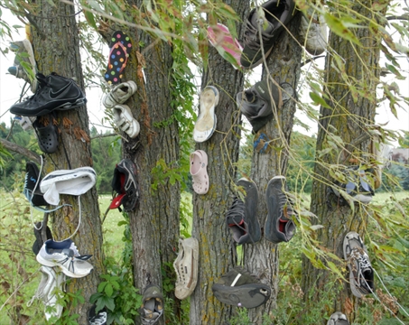 Opinion | This tree's got sole: the mystery of Waterloo's Opinion | This tree's got sole: the mystery of Waterloo's