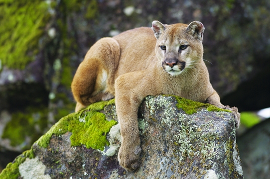 Cougars are officially back in Ontario 