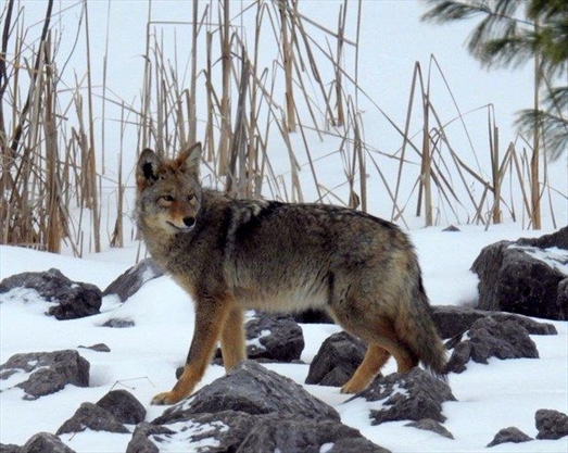 Northcrest: Coywolves Making Themselves Known In Urban Areas ...