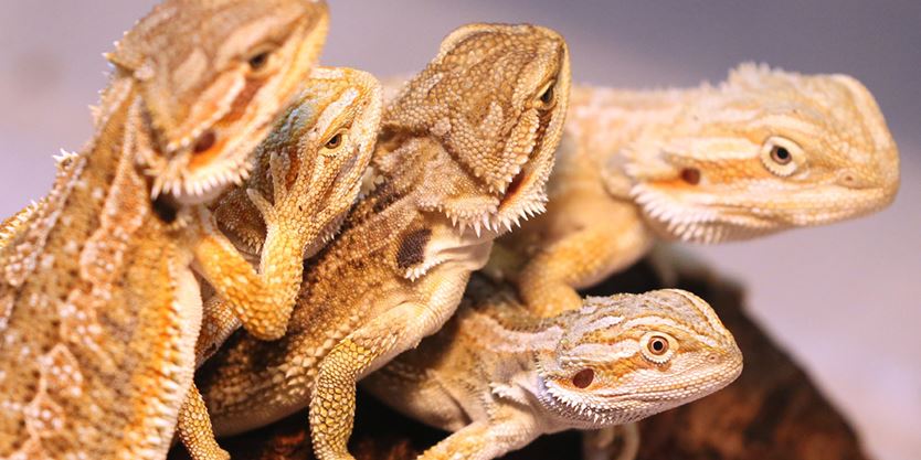 stolen lizard died after it was returned to guelph pet stolen lizard died after it was returned to guelph pet