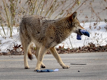 coyote_and_glove_Content.jpg