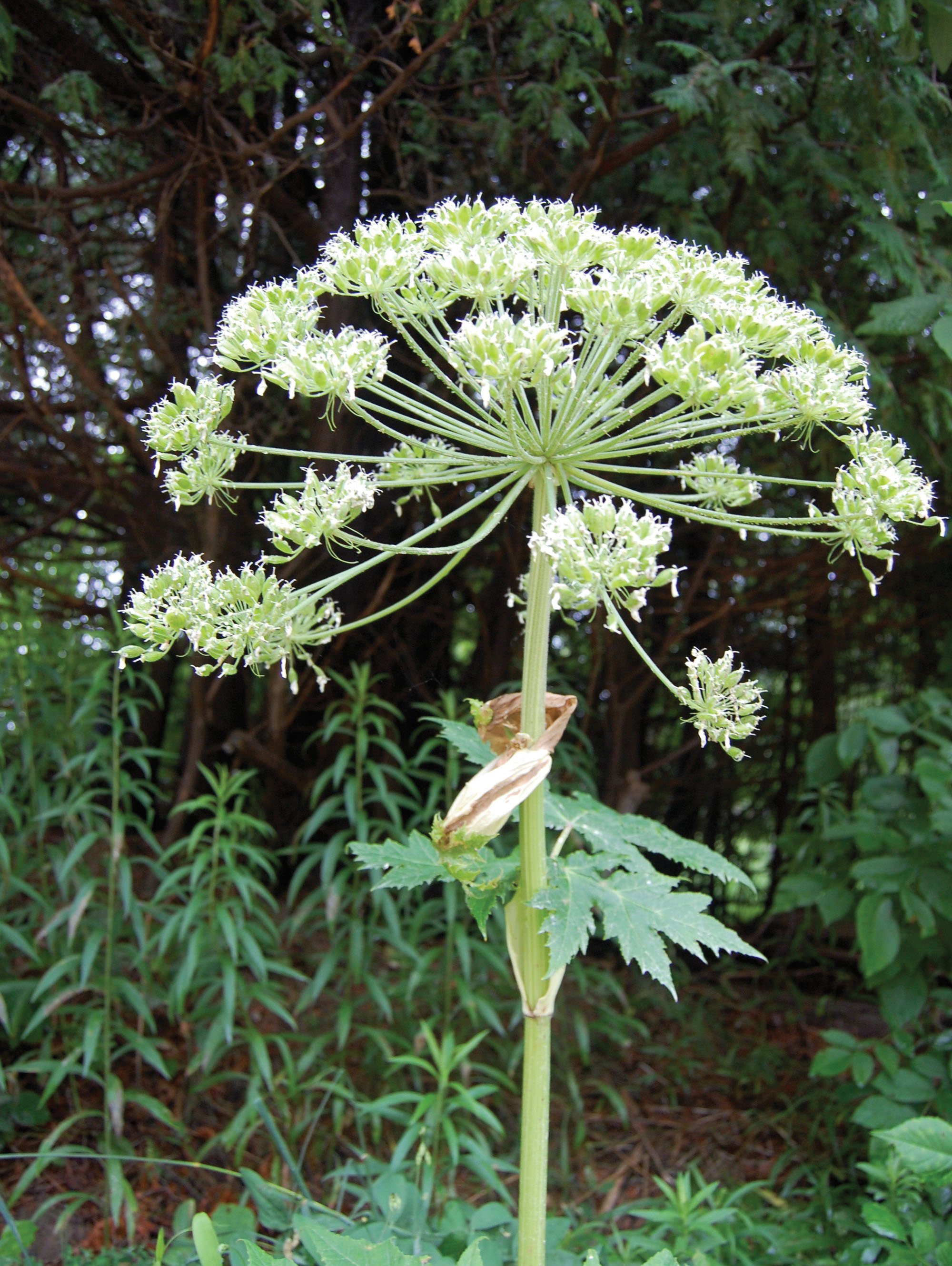 canada-s-most-dangerous-plant-watch-out-for-giant-hogweed