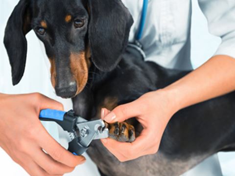 Dog Grooming Milton Ontario Dog Grooming Milton Ontario