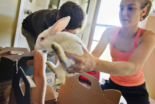 No Bunny Left Behind Cambridge Rescue Group Seeks Foster Homes For 
