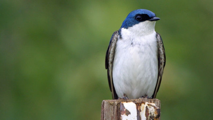 Songbirds in decline across Canada | ThePeterboroughExaminer.com