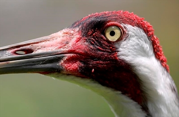 DPI11066044_Content.jpg
