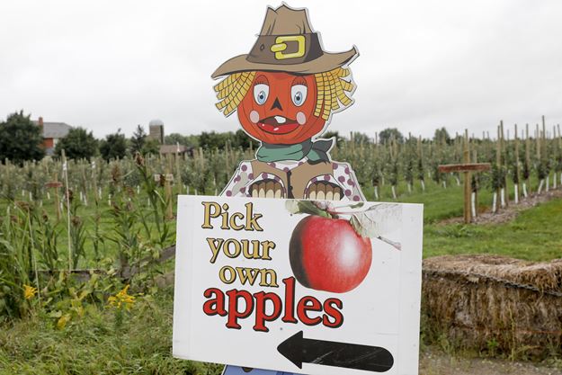 Where To Go Apple Picking In Toronto And The Gta Toronto Com