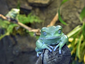 frogs___Content.jpg