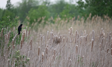 Wetland_Content.jpg