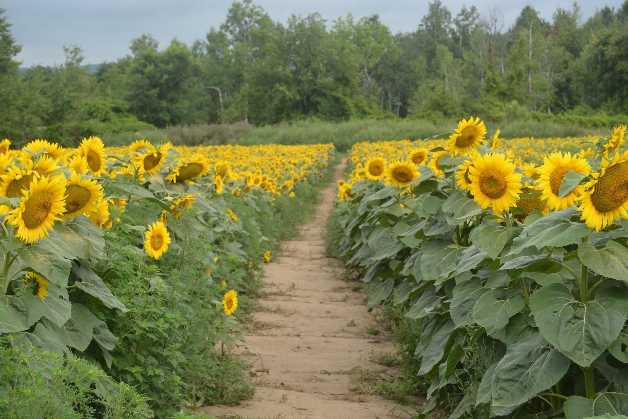 Sunflowers attract 8,000 to Caledon East farm over long weekend