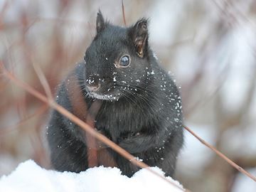 PORT HOPE -- Port Hope Police suspect a squirrel broke into a Ward Street home and turned on the TV on March 17, 2016