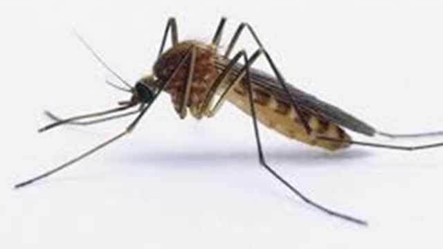 Opinion Everything You Didnt Want To Know About Mosquitoes