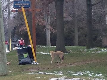 Town of Oakville looking at enclosing park garbage cans to deter coyotes