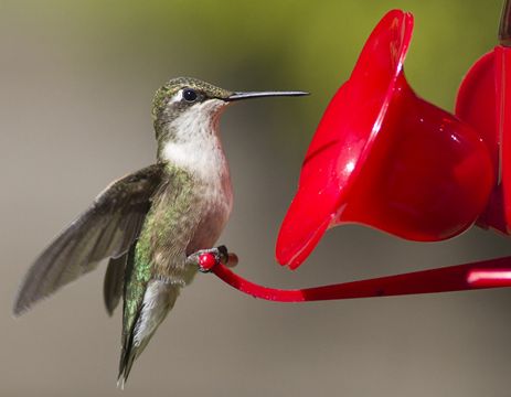 ontario hummingbird festival at wye marsh on july 12 2013 ontario hummingbird festival at wye marsh on july 12 2013