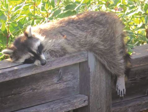 Thornhill resident frustrated by sick raccoon problem | YorkRegion.com
