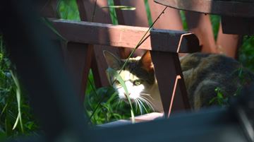 A pregnant cat waits on a chair in the front yard. Eventually, she was trapped.