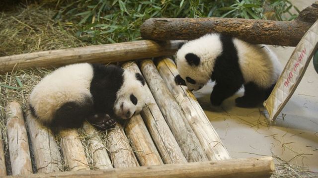 Video Toronto Zoo Debuts Giant Panda Cam Toronto Com