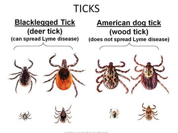 deer tick vs wood tick