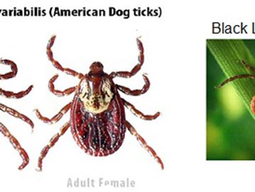 ticks-2___Content.jpg