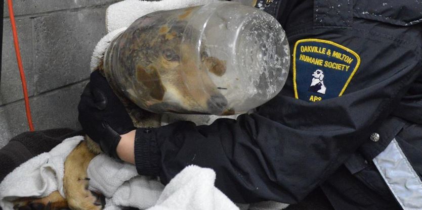 milton humane society