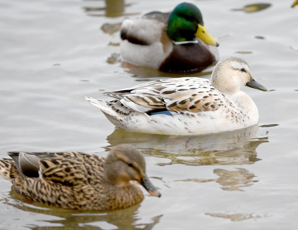 Rare leucistic mallard spotted near Lasalle Park Pier | TheSpec.com