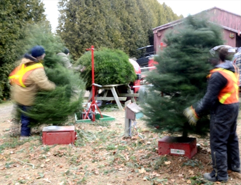wills tree farm 28 images 28 best wills tree farm a wills tree farm 28 images 28 best wills tree farm a