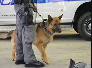 K9-web___Content.jpg