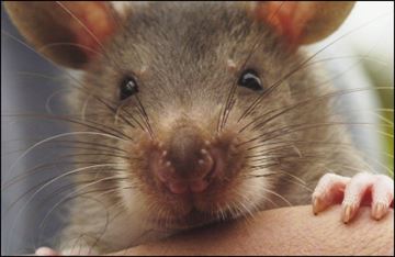 RATS___Content.jpg