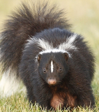 Did your dog get skunked? Neutralize odour with easy homemade remedy