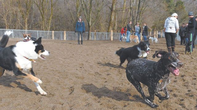 Warden Woofs celebrate opening of new dog park | Toronto.com