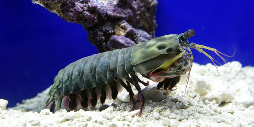 Toronto aquarium coupons 2019