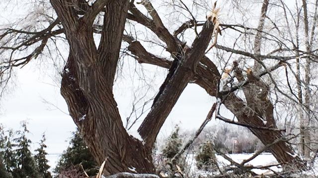 Willow Beach Ontario >> March ice storm caused $25-million in damage in southern Ontario | YorkRegion.com Willow Beach Ontario >> March ice storm caused $25-million in damage in southern Ontario | YorkRegion.com