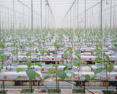 Greenhouse Has A Dream Problem