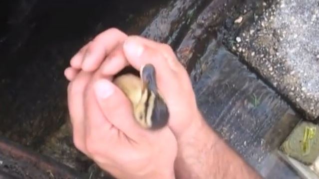 Viral Video Firefighter Rescues Baby Ducks With Iphone Ringtone Northumberlandnews Com