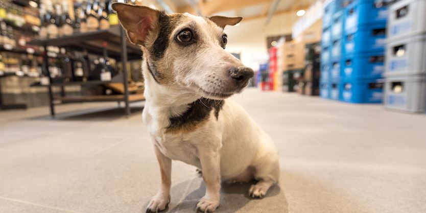 Nohotpets 50 Pet Friendly Businesses In Almaguin And North Bay
