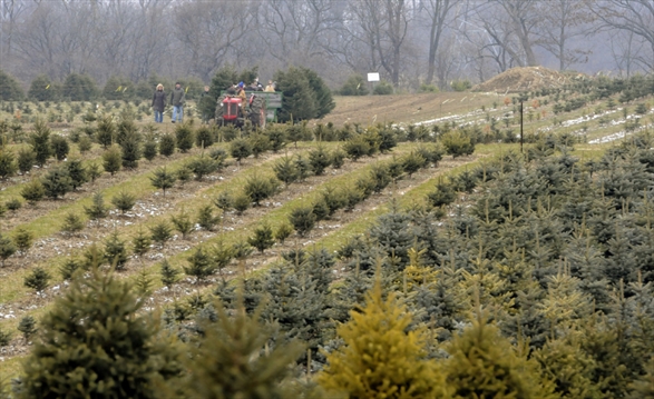 the spec gt davis christmas tree farm the spec gt davis christmas tree farm
