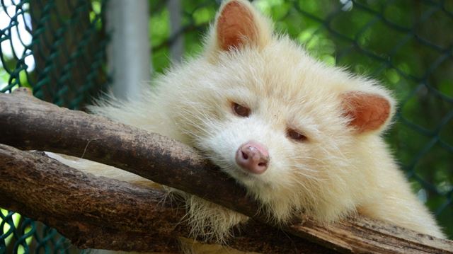 Mystery creature in Richmond Hill may have been albino raccoon