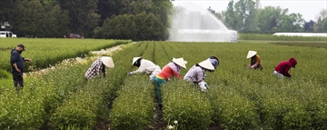 farmworkersfilephoto_Content.jpg