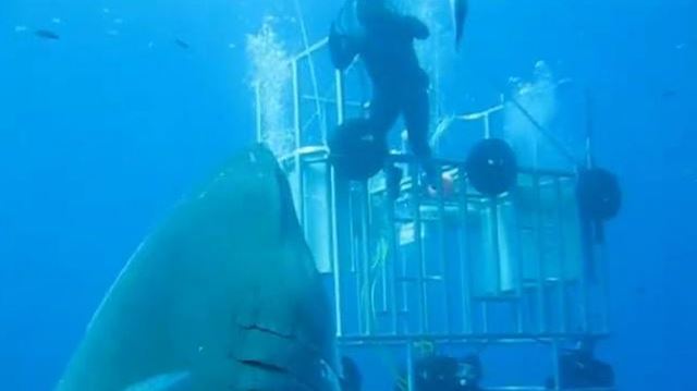 deep blue shark week deep blue shark week