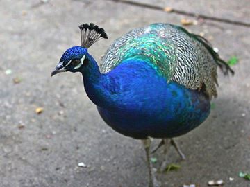 Peacock___Content.jpg