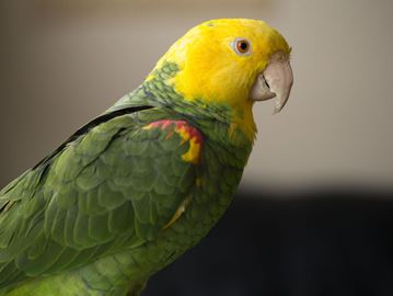 Cops responding to a report of a domestic disturbance Tuesday in Brighton found themselves confronted with an offender of a different feather.