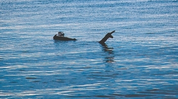 Footage Appears To Show Canada’s Legendary ‘60ft-long’ Lake Monster Ogopogo