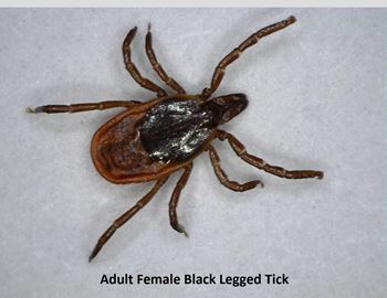 TICKS___Content.jpg