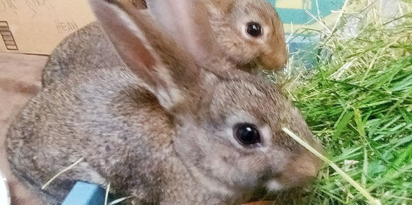 Toronto Activist Tells Scarborough Pet Store To Hand Over Live