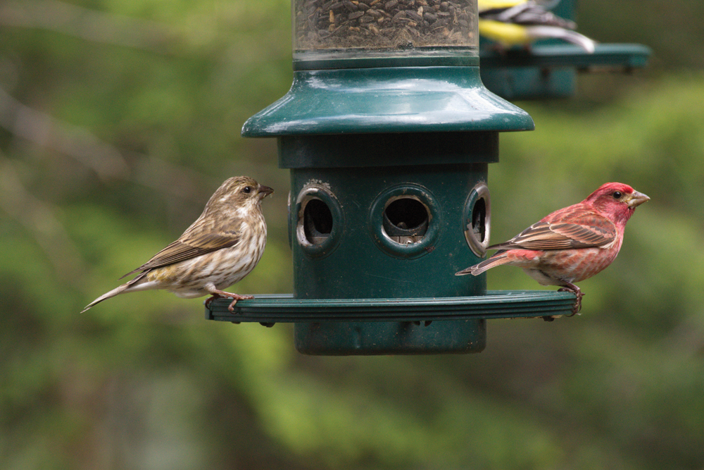The Purple Finch One Of Our Most Colourful Birds Parrysound Com